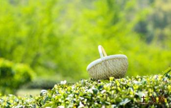 浙江有什么茶叶特产好吃 浙江杭州的特产是茶