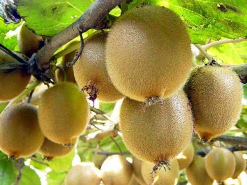 陕西猕猴桃是土特产吗 陕西哪里的猕猴桃比较有名