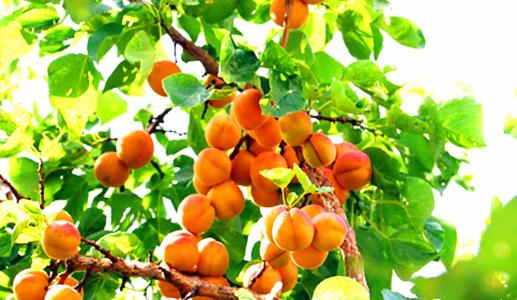 吐鲁番特产可以带的水果有哪些 吐鲁番适合带走的特产有什么东西