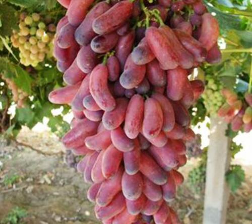 新疆特产的干红葡萄酒 新疆中酒干红葡萄酒多少钱