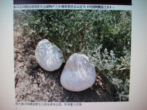 新疆特产野蘑菇 北方能食用的野蘑菇图片大全