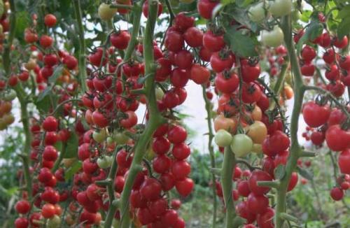 新疆特产富硒西红柿干 新疆西红柿干哪有卖的