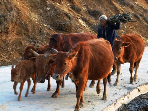 贵州特产黄牛是怎么赚钱的 贵州什么地方黄牛最好吃