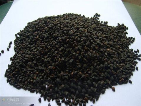坝上特产黑苦荞茶啥作用 山西正规黑苦荞茶的作用