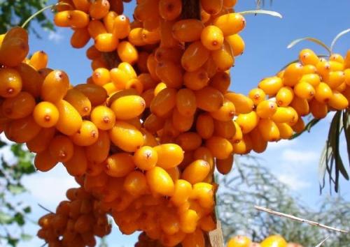 沙棘新疆特产介绍 新疆十大特产水果沙棘