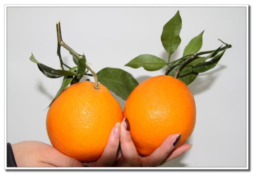 秭归脐橙是湖北哪个市的特产 为什么秭归脐橙一年四季都有