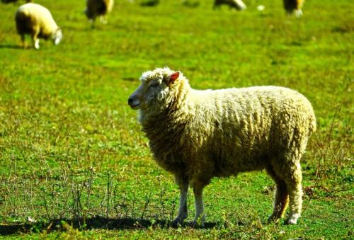 细毛羊什么地方的特产 中国哪里的黑山羊品质最好