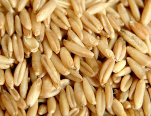 温州特产燕麦 温州手工烘焙麦片多少钱一斤