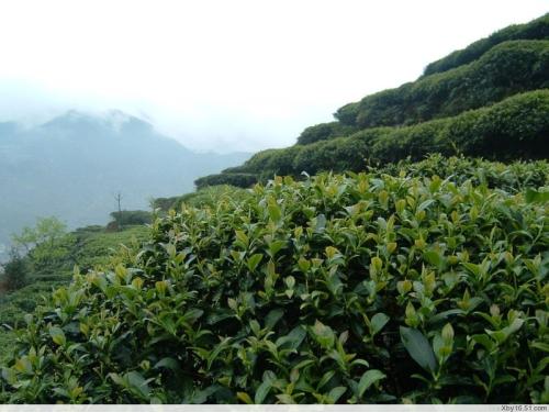 湖南浏阳有什么茶叶特产 浏阳有什么土特产最好卖的地方