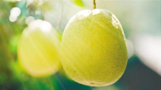 玉环文旦柚有什么特产 玉环文旦大的好还是小的好吃