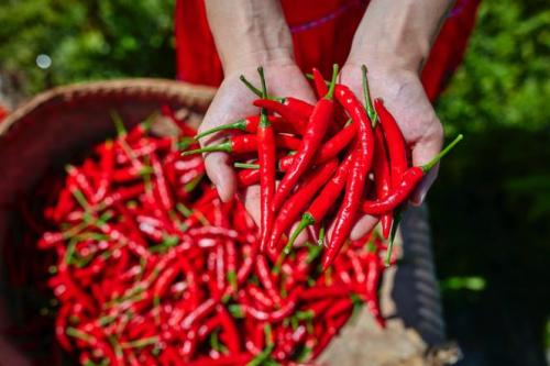 胡辣椒哪个地方的特产 哪里的辣椒最便宜又好吃