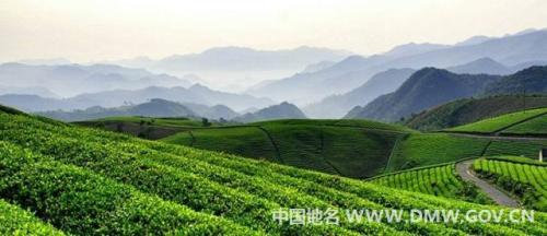 三峡的特产巫山神茶 重庆哪里可以买巫山神茶