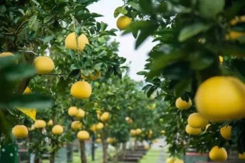 泸州特产护国柚成熟了 护国柚的采摘时间