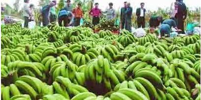 荆州特产香蕉热量多少大卡 朔州特产香蕉热量高吗