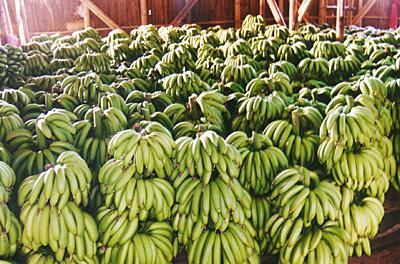 湛江特产香蕉图片 广东湛江的本地香蕉