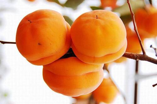 黑龙江土特产都柿 黑龙江的特产都有什么水果呢