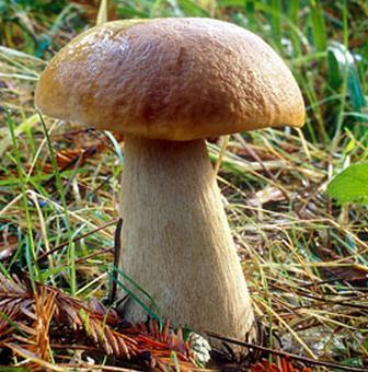 菌菇类属于土特产吗 北方各种食用菌菇类名称及图片