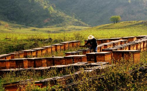 蜂蜜是哪个地方的特产水果 中国都有哪个地方盛产蜂蜜
