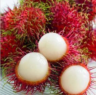 马来西亚特产银蜂 加福达野生蜂蜜