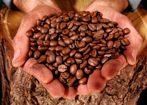 悉尼特产咖啡 悉尼咖啡豆