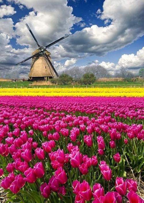 荷兰的土特产有哪些图片 荷兰十大特产是什么