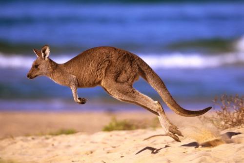 澳大利亚特产动物有什么 澳洲特产动物大全
