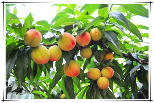 无锡特产水蜜桃价格表 无锡特产水蜜桃图片及价格