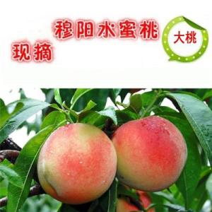 惠山特产水蜜桃的供应商家 惠山区正宗水蜜桃自产自销