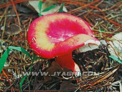 沂山特产红蘑菇 土特产红菇