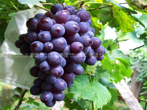 葡萄园特产 全国哪里产的葡萄好吃