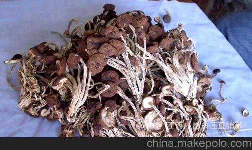 茶树菇的特产与功效 茶树菇的功效和图片