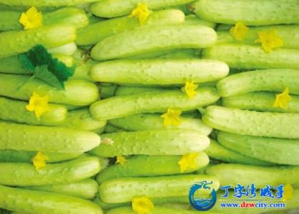 三河白黄瓜特产有哪些品种 贵州本地黄瓜和普通黄瓜的区别