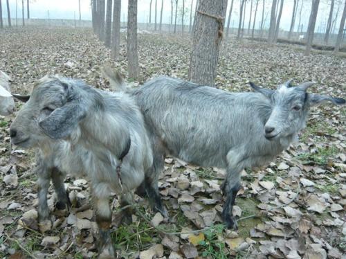 羊肉壮馍菏泽特产 菏泽壮馍多少钱一斤