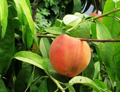 摩尔庄园水蜜桃是哪里特产 摩尔庄园怎样摘水蜜桃