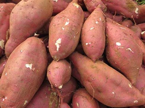 农家特产红薯 农家自产新鲜红薯