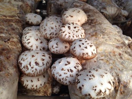云南特产香菇是什么 云南野生香菇哪里最便宜