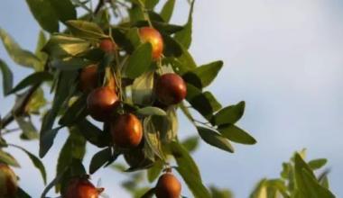 闻喜特产葫芦枣 葫芦枣是哪儿的特产