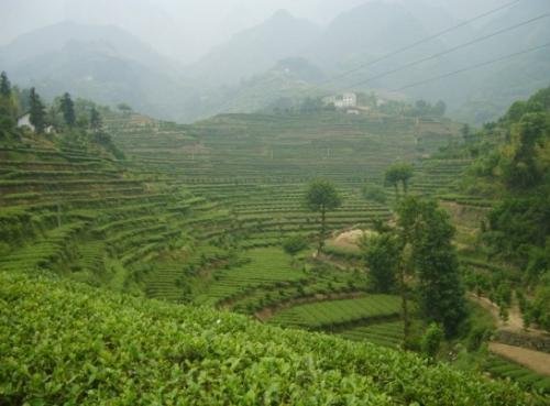 海青绿茶是哪里的特产 海青绿茶图片大全
