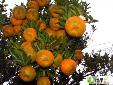 宜昌特产橙子椪柑 哪里的椪柑最好吃