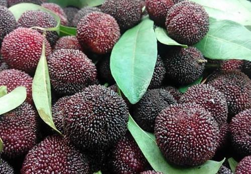 儋州市特产水果价格表 儋州水果便宜吗