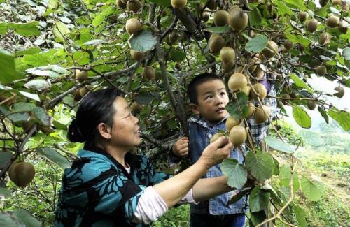 猕猴桃是陕西哪个特产 陕西最好的猕猴桃在哪