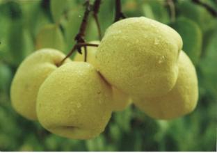 上海特产水晶梨产自哪里 水晶梨全世界哪里的最好