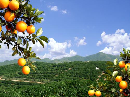 四川脐橙之乡是哪里的特产呢 四川哪里脐橙最好吃最出名
