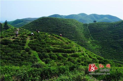 潮汕特产什么茶叶最出名 潮汕地区有什么出名的茶