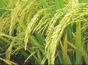 丝苗米是哪里的特产 阳山特产七拱米
