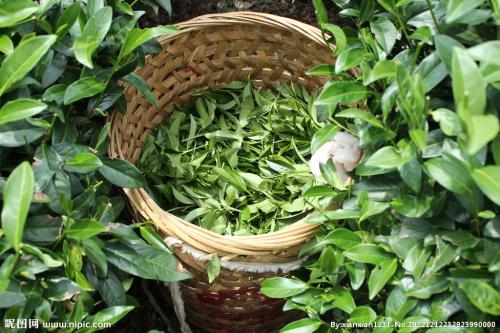 广州特产的茶叶在哪买 广州特产茶叶送人