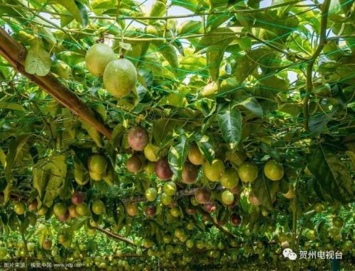 广西贺州有什么特产水果 贺州10大特产