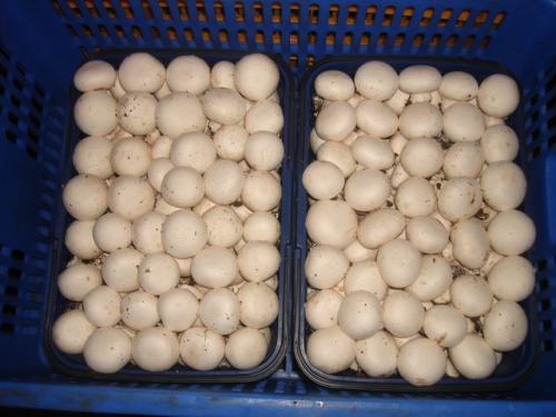西丰特产蘑菇 