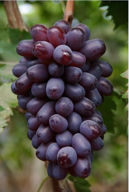 平度特产有哪些大泽山葡萄去哪买 山东大泽山葡萄多少钱一斤