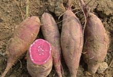 贵州特产纯红薯粉推荐 正宗土特产安徽红薯粉